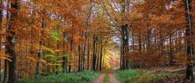 Herbstwald