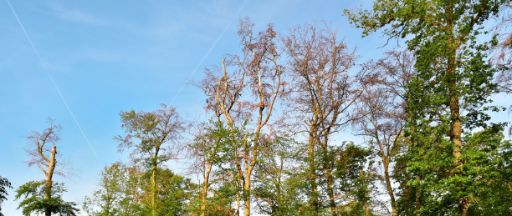 Trockenschäden im Hardwald mit teilweise braunen Baumkronen.