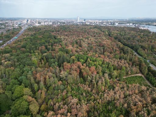 Drohnenaufnahme der Trockenheitsschäden vom Sommer 2026 im Hardwald