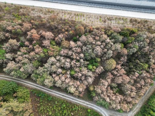 Drohnenaufnahme der Trockenheitsschäden vom Sommer 2026 im Hardwald