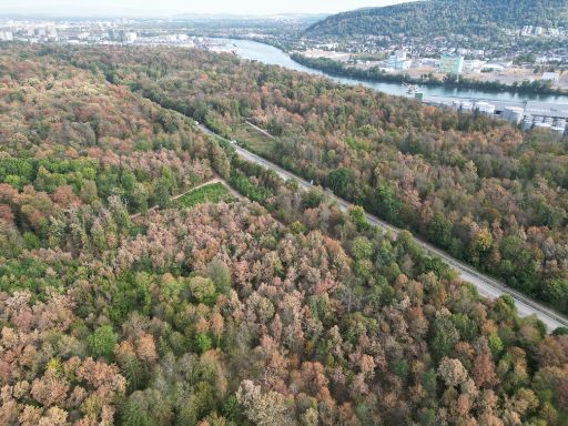 Drohnenaufnahme der Trockenheitsschäden vom Sommer 2026 im Hardwald