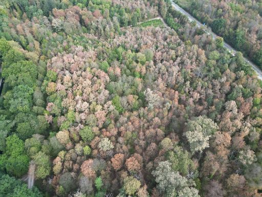 Drohnenaufnahme der Trockenheitsschäden vom Sommer 2026 im Hardwald