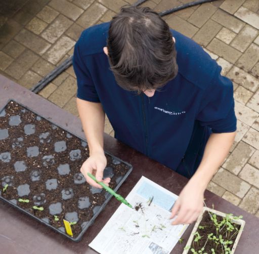 Eine Person in dunkelblauer Arbeitskleidung pikiert Jungpflanzen mit einem grünen Pikierstab und setzt sie vorsichtig in eine Saatschale mit Erde. Auf dem Tisch liegen eine Zeitung mit Setzlingen und ein kleines Pflanzgefäss mit weiteren Keimlingen.