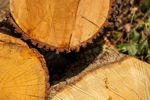Holzernte im Hardwald: Drei gefällte, gestapelte Baumstämme sind von vorne mit der Schnittseite sichtbar