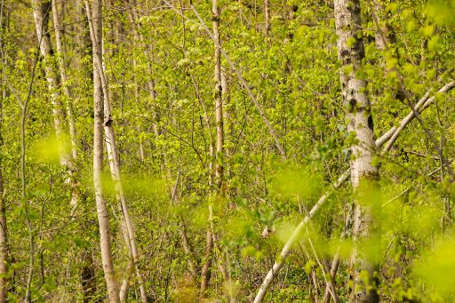 Nahaufnahme vom Hardwald mit jungen Birken im Frühling
