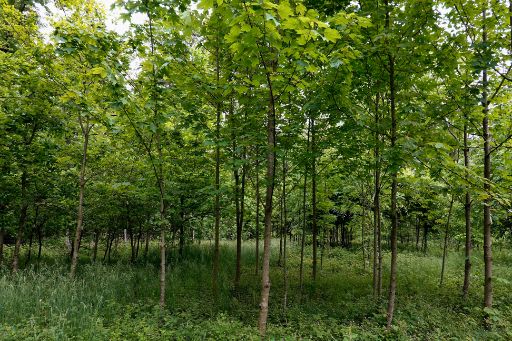 Jungbäume im Hardwald