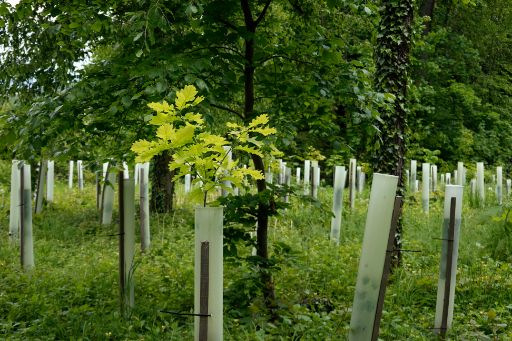 Jungbäume im Hardwald