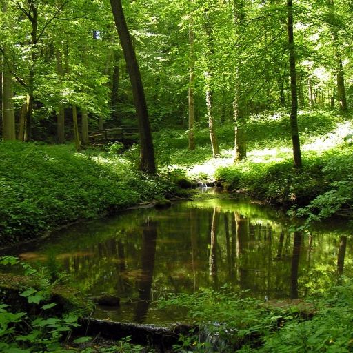Ruhiger Waldbach mit klarem Wasser, umgeben von dichtem, leuchtend grünem Laub. Sonnenlicht fällt durch die Bäume und spiegelt sich auf der Wasseroberfläche.