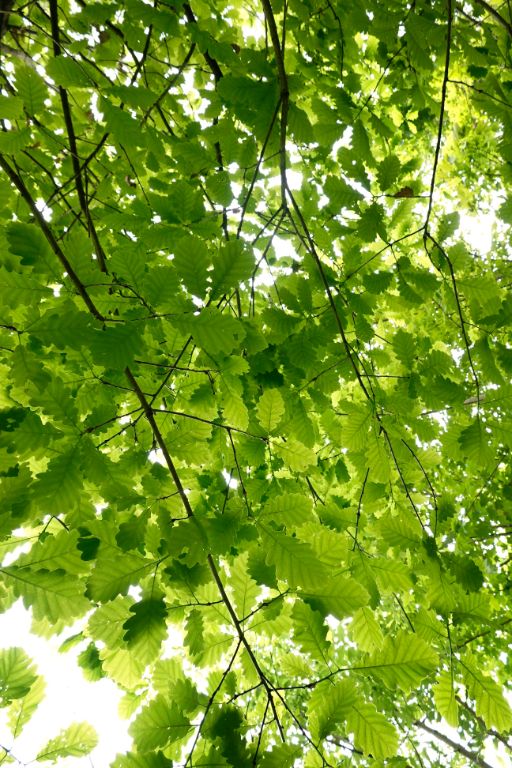 Baumkorne im Hardwald mit grünen, jungen Blättern