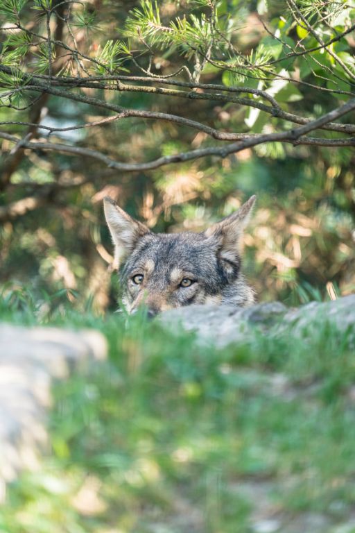 Europäischer Wolf (Foto:Torben Weber)