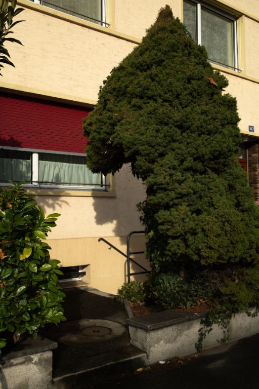 Fotografie von Ketty Bertossi, zu sehen ist ein Treppenabgang vor einem Wohnhaus mit Fenster, der rote Rollladen ist halb heruntergelassen, Tuja Hecke fasst die Treppe ein