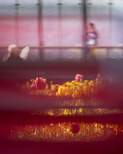 Unscharfer Blick durch rötlich schimmernde Streifen auf ein Blumenbeet mit roten und gelben Tulpen. Im Hintergrund sind verschwommen eine sitzende Person auf einer Parkbank sowie eine Person hinter einer Glasscheibe einer Bushaltestelle am Claraplatz in Basel zu erkennen.